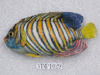 藏品(甲尻魚)的圖片